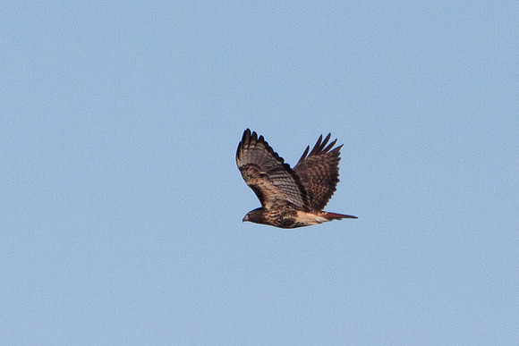 20101113-IMG_0371_nature