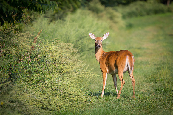 20150907-SA2A0139