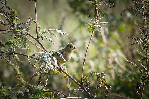 20150907-SA2A0164