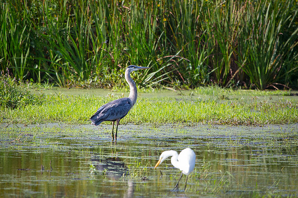 20150907-SA2A0194