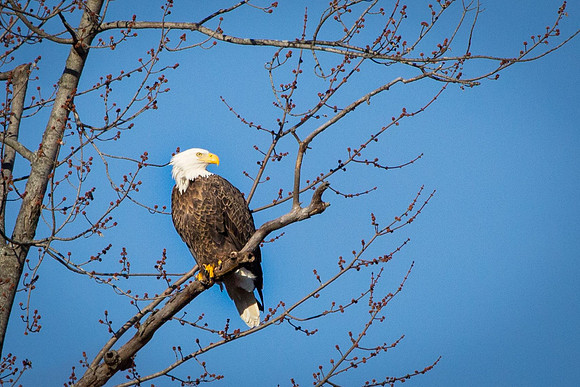 20151115-SA2A0310