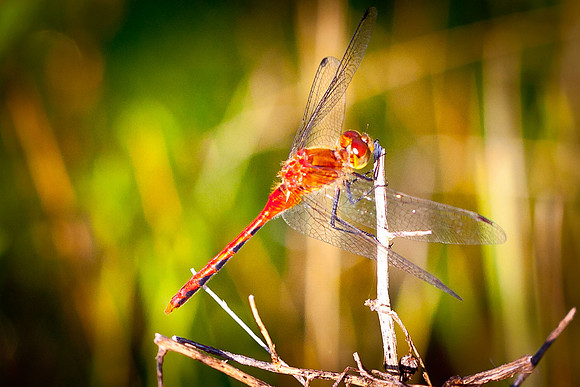 20110710-IMG_8934