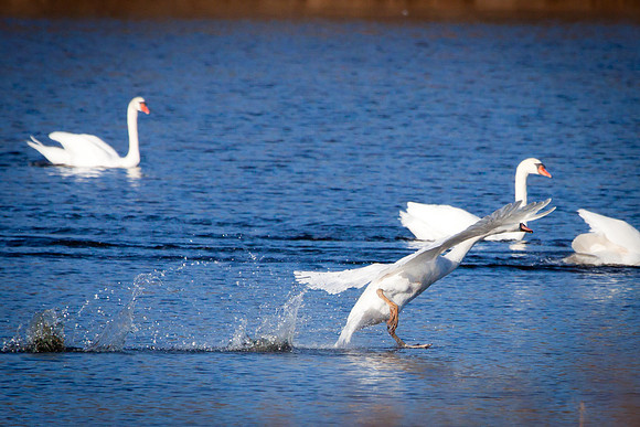 20101107-IMG_0282_nature