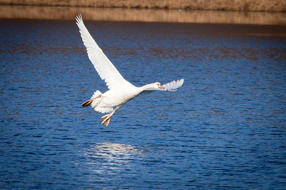 20101107-IMG_0278_nature