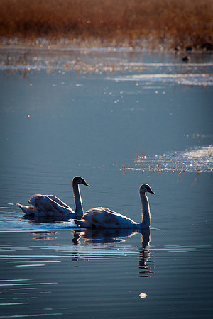20101113-IMG_0341_nature