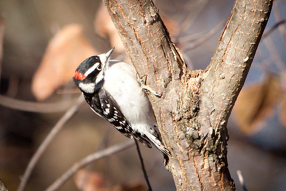 20101113-IMG_0356_nature