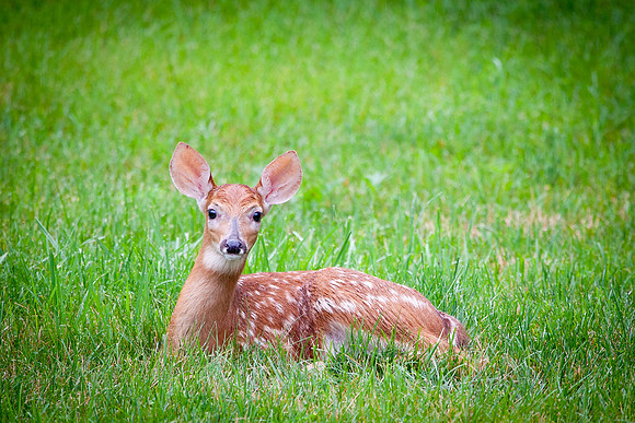 20110703-IMG_3109