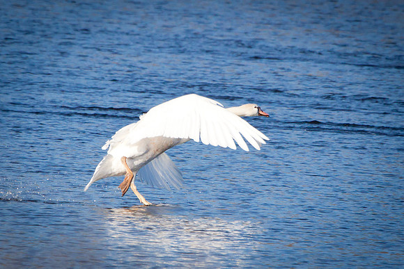 20101107-IMG_0281_nature