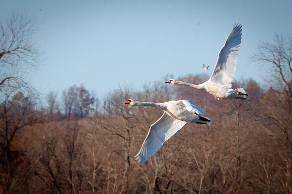 20101107-IMG_0271_nature