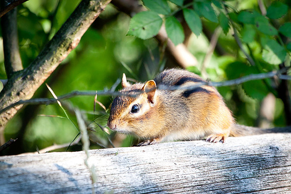 20110710-IMG_3118