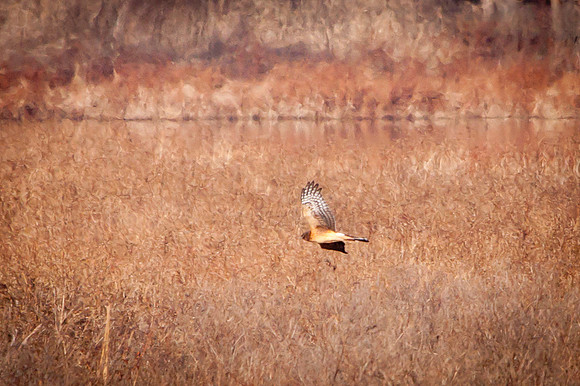 20101113-IMG_0367_nature