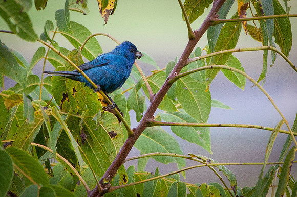 Nature20100814-7