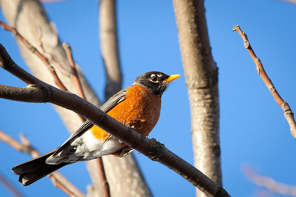 20110319-IMG_5480