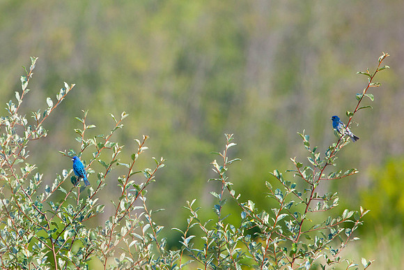 Nature20100808-5