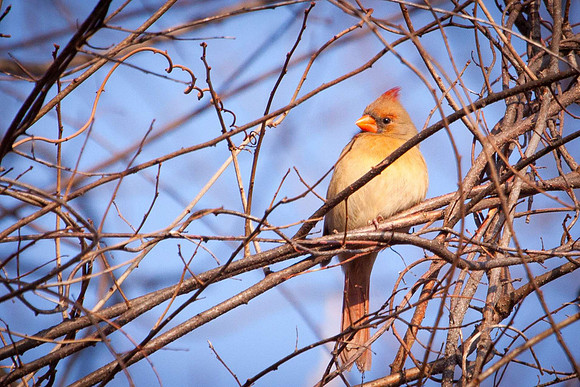 20101211-IMG_2457untitled