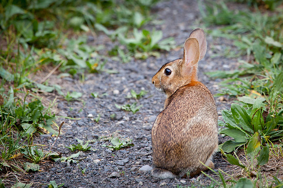 Nature20100814-2